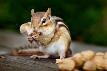 Chipmunk Collecting Peanuts Stock Photo - Rights-Managed, Code: 700-00439192