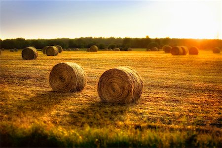 sunrise harvest - Hay Bales in Field at Sunset Stock Photo - Rights-Managed, Code: 700-00439406