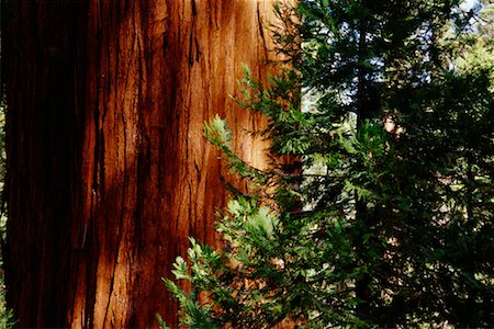 forêt de séquoias - Gros plan de Redwood Tree, Californie, USA Photographie de stock - Rights-Managed, Code: 700-00439689