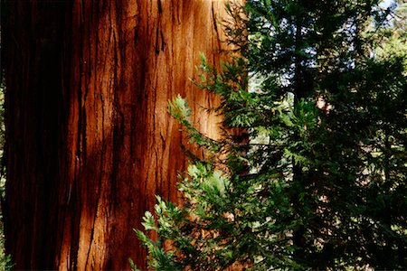 Gros plan de Redwood Tree, Californie, USA Photographie de stock - Rights-Managed, Code: 700-00439689