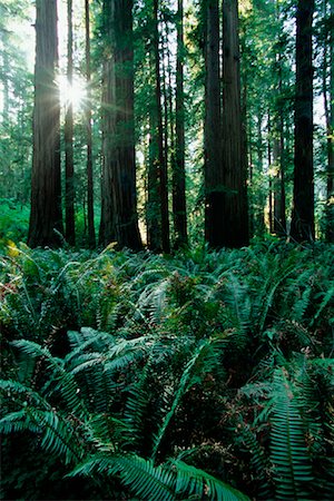 forêt de séquoias - Forêt de séquoias, Californie, USA Photographie de stock - Rights-Managed, Code: 700-00439692
