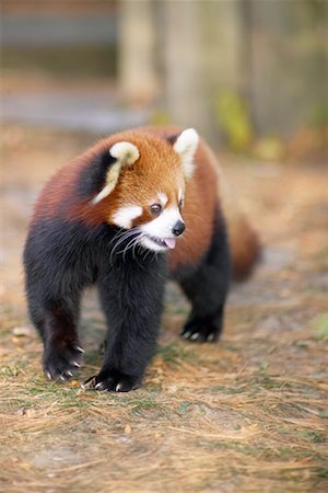 simsearch:700-00430126,k - Red Panda Stock Photo - Rights-Managed, Code: 700-00430118