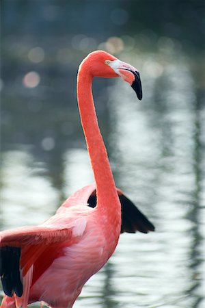 flamenco rosa - Flamingo Foto de stock - Con derechos protegidos, Código: 700-00430124