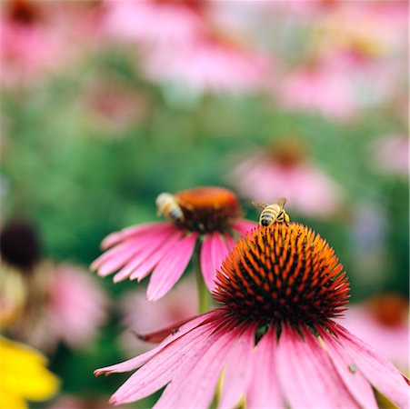 simsearch:700-00459712,k - Bee on Coneflower Stock Photo - Rights-Managed, Code: 700-00430243