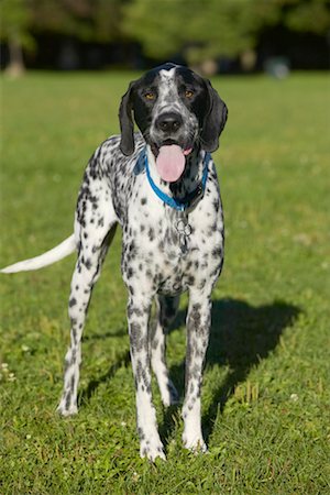 simsearch:700-00179159,k - Portrait d'un chien Photographie de stock - Rights-Managed, Code: 700-00430751