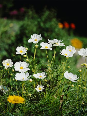 Cosmos Sonata blanc, fleur Photographie de stock - Rights-Managed, Code: 700-00458440