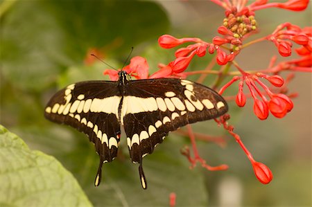 Butterfly on Flower Foto de stock - Con derechos protegidos, Código: 700-00459708