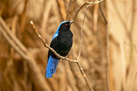 Bird on Branch Fotografie stock - Rights-Managed, Codice: 700-00459717