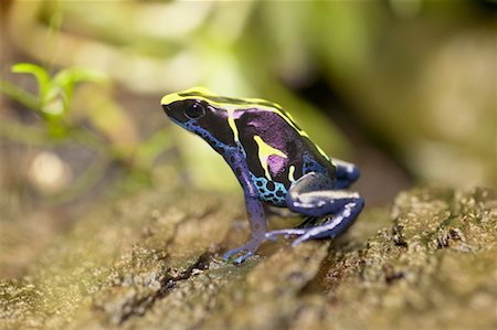 Poison Dart Frog Stock Photo - Rights-Managed, Code: 700-00459718
