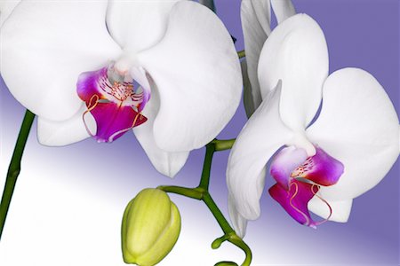 simsearch:700-00033558,k - Phalaenopsis Orchids Stock Photo - Rights-Managed, Code: 700-00459719