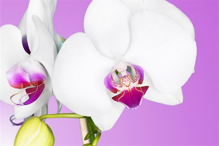 Orchidées Phalaenopsis Photographie de stock - Rights-Managed, Code: 700-00459721