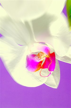 simsearch:700-00160358,k - Close-Up of Orchid Fotografie stock - Rights-Managed, Codice: 700-00459722