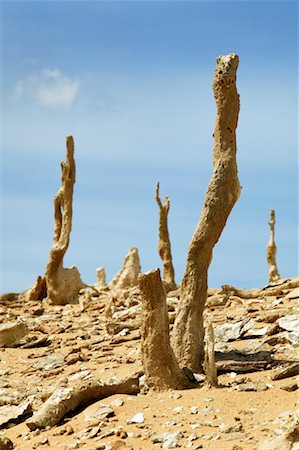 petrified (fossilized) - Calcified Forest, King Island, Tasmania, Australia Stock Photo - Rights-Managed, Code: 700-00459778