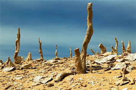 petrified (fossilized) - Calcified Forest, King Island, Tasmania, Australia Stock Photo - Rights-Managed, Code: 700-00459779