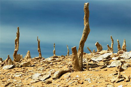 forêt pétrifiée - Forêt calcifiée, King Island, Tasmanie, Australie Photographie de stock - Rights-Managed, Code: 700-00459779