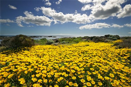 Wildflowers by Shore Stock Photo - Rights-Managed, Code: 700-00459772