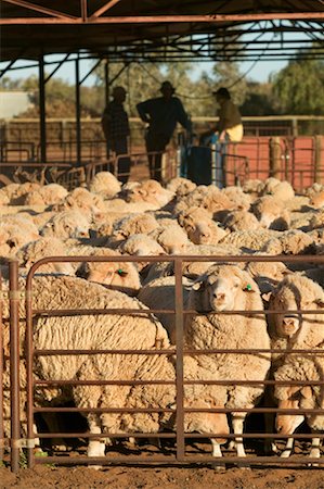 ear tag - Sheep Ready for Shearing Stock Photo - Rights-Managed, Code: 700-00452584