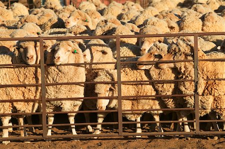 ear tag - Sheep Ready for Shearing Stock Photo - Rights-Managed, Code: 700-00452583