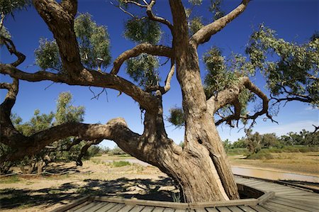 Burke and Wills Dig Tree, Queensland, Australia Foto de stock - Con derechos protegidos, Código: 700-00452607