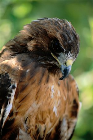 stanley park - Red-Tailed Hawk, Botanical Gardens, Stanley Park, Vancouver, British Columbia, Canada Foto de stock - Con derechos protegidos, Código: 700-00452885