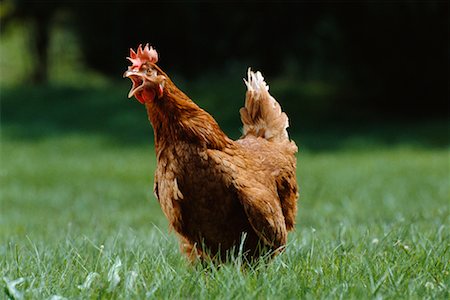 Rooster Stock Photo - Rights-Managed, Code: 700-00452881