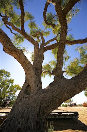 Burke and Wills Dig Tree, Queensland, Australia Foto de stock - Con derechos protegidos, Código: 700-00453257