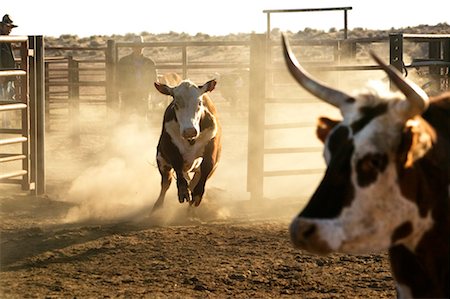 fence cowboy - Cattle in Pen Stock Photo - Rights-Managed, Code: 700-00453275