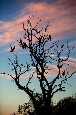 Cacatoès à arbre, Australie-méridionale, Australie Photographie de stock - Rights-Managed, Code: 700-00453271