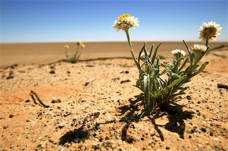 Desert Flowers, South Australia, Australia Stock Photo - Rights-Managed, Code: 700-00453282