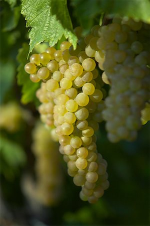 Grapes on Vine Foto de stock - Con derechos protegidos, Código: 700-00460009