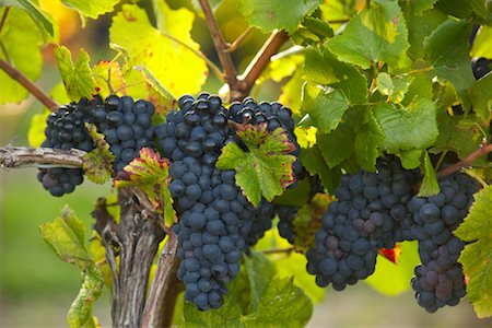 picture of grape farm in ontario - Grapes on Vine Stock Photo - Rights-Managed, Code: 700-00460011