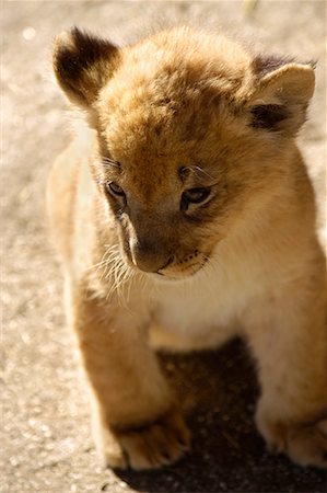 simsearch:700-00163245,k - Lion Cub Photographie de stock - Rights-Managed, Code: 700-00476605
