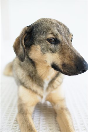 simsearch:400-04446275,k - Portrait of Dog Foto de stock - Con derechos protegidos, Código: 700-00476817