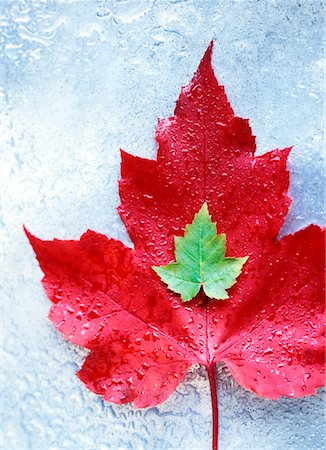 Red and Green Maple Leaves Foto de stock - Con derechos protegidos, Código: 700-00477246