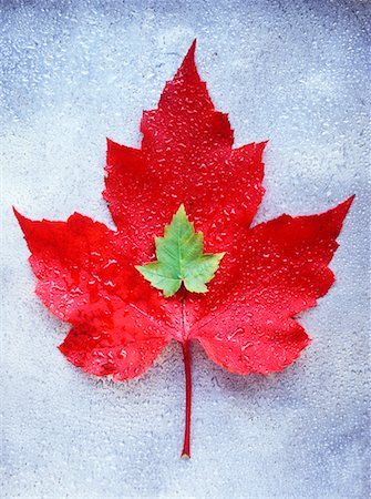 Red and Green Maple Leaves Foto de stock - Con derechos protegidos, Código: 700-00477247