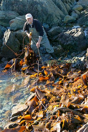 Man Harvesting Kelp, King Island, Tasmania, Australia Stock Photo - Rights-Managed, Code: 700-00477414