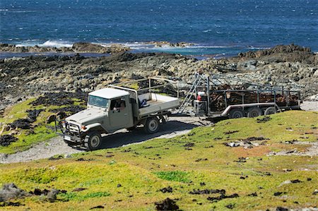 Harvesting Kelp, King Island, Tasmania, Australia Stock Photo - Rights-Managed, Code: 700-00477417