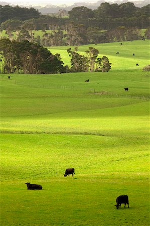 simsearch:700-00008556,k - Grazing Cattle, King Island, Tasmania, Australia Foto de stock - Con derechos protegidos, Código: 700-00477423