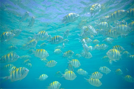 simsearch:625-01745382,k - School of Fish, Bahamas, Caribbean Stock Photo - Rights-Managed, Code: 700-00477449