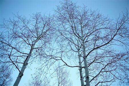 Aspen Trees in Winter, Aspen, Colorado, USA Foto de stock - Con derechos protegidos, Código: 700-00477454