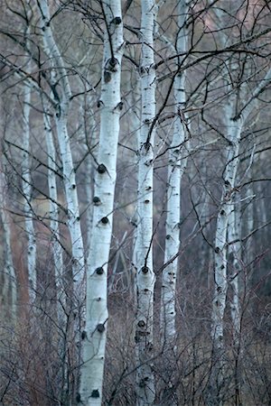 Espe Bäume im Winter, Aspen, Colorado, USA Stockbilder - Lizenzpflichtiges, Bildnummer: 700-00477455