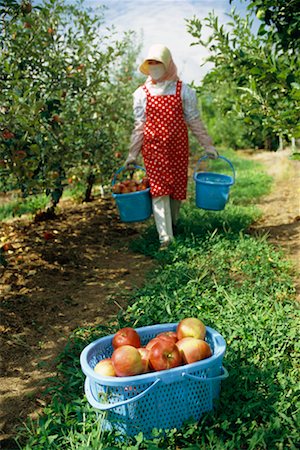 simsearch:700-06512686,k - Apple Harvesting Stock Photo - Rights-Managed, Code: 700-00478319