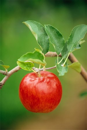 simsearch:700-06512686,k - Tsugaru Apple Stock Photo - Rights-Managed, Code: 700-00478322