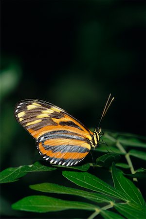 simsearch:700-00459712,k - Close up of Eueides Isabella Butterfly Stock Photo - Rights-Managed, Code: 700-00478406