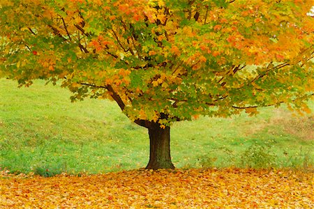 Maple Tree, Greenfield, Franklin County, Massachusetts, USA Foto de stock - Direito Controlado, Número: 700-00478417