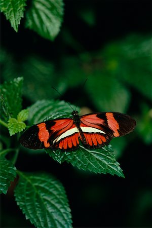 simsearch:700-00459712,k - Small Postman Butterfly Stock Photo - Rights-Managed, Code: 700-00478410