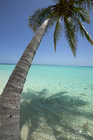 david nardini - Palm Tree, Maldives Stock Photo - Rights-Managed, Code: 700-00478607