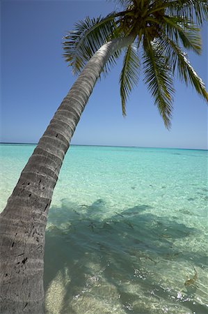 david nardini - Palm Tree, Maldives Photographie de stock - Rights-Managed, Code: 700-00478607