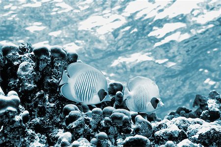 david nardini - Poisson-papillon Photographie de stock - Rights-Managed, Code: 700-00478619