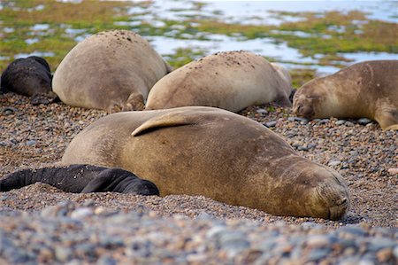 Southern Elephant Seal Family, Punta Delgada, Peninsula Valdez, Chubut Province, Argentina, Patagonia Fotografie stock - Rights-Managed, Codice: 700-00481654